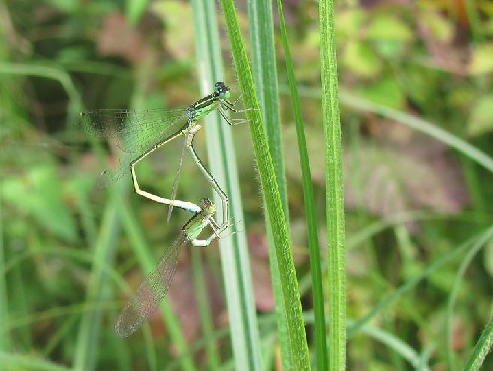 Accoppiamento di Ischnura elegans?